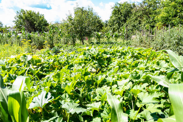 squash plantation in green garden in summer - planting growth plant gourd imagens e fotografias de stock