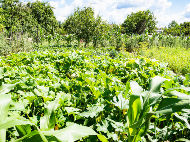 beds with squash bushes in green garden in summer - planting growth plant gourd imagens e fotografias de stock