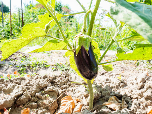 istock ripe eggplant close-up on garden bed 1163905050