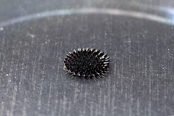 hermosas formas de fluido ferromagnético. hierro disuelto en un liqu - ferrofluid fotografías e imágenes de stock