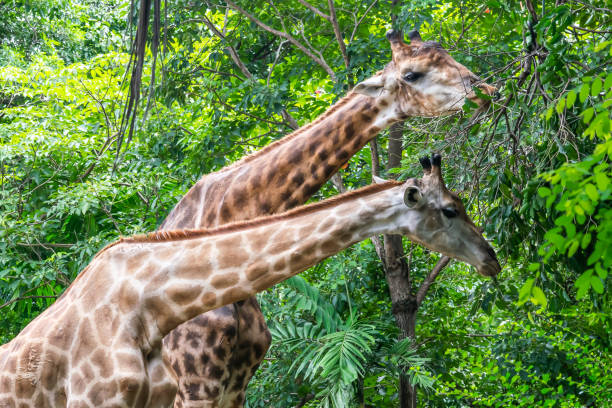 istock Giraffe zoo in the green forest background and texture 1163906034