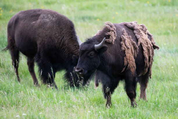 istock Bison (buffalo) in the hundreds move in straight line thorough valley 1163906043