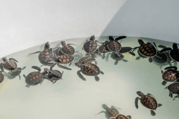 The sea turtle swims in the treatment pool for conservation stock photo