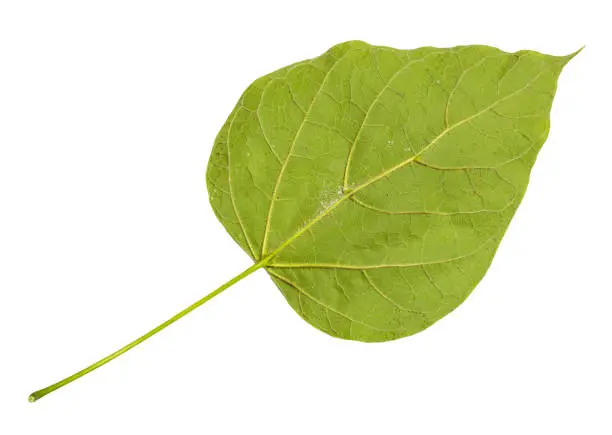 back side of fresh green leaf of catalpa (catalpa bignonioides, southern catalpa, cigartree) tree cut out on white background
