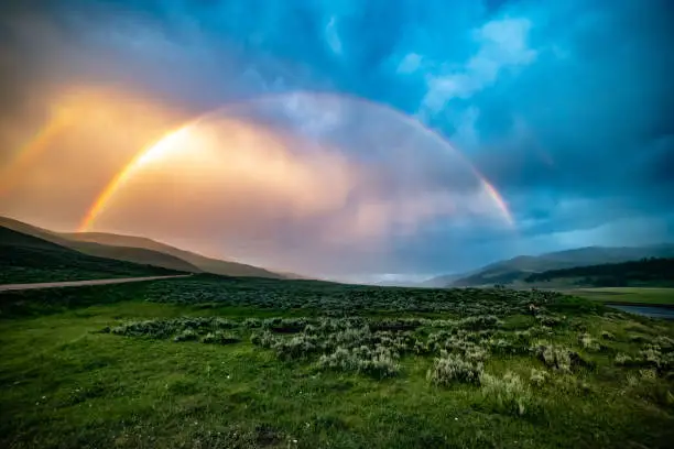 Photo of Rainbow at scene of wolves on bison carcass