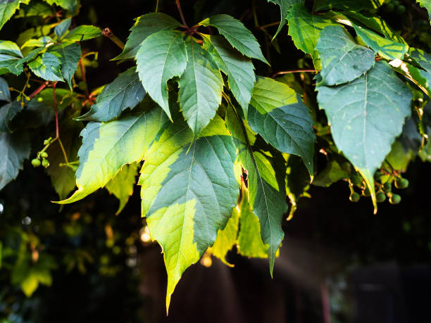 istock green foliage of virginia creeper lit by sun 1163907420
