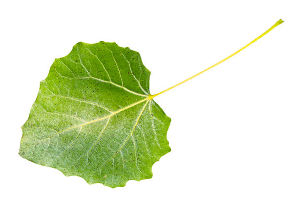 new green leaf of aspen tree