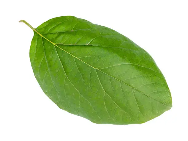 fresh green leaf of quince tree cut out on white background