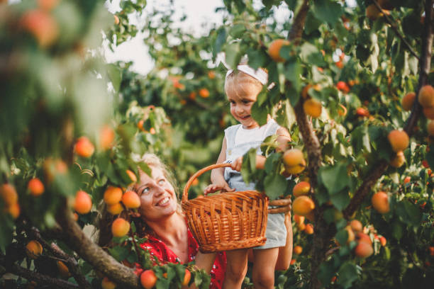 istock Mother and daughter harvesting peach 1163907774