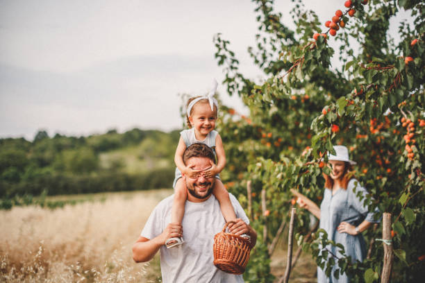 Family in nature Child helping to parents to harvest peach orchard stock pictures, royalty-free photos & images