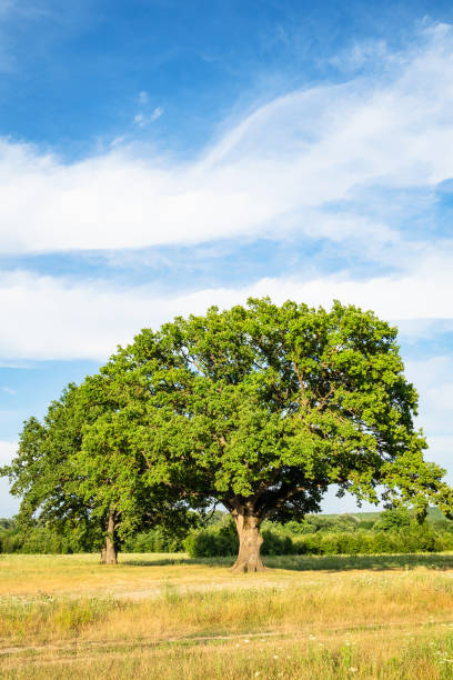 istock old green oak tree on meadow on summer day 1163908588
