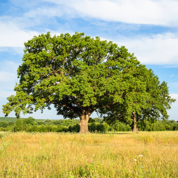istock large oak tree on meadow on summer day 1163908589