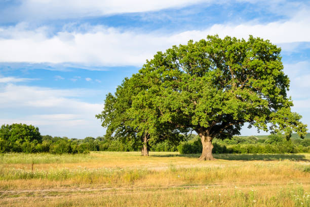 istock old oak trees on meadow at summer sunset 1163908597