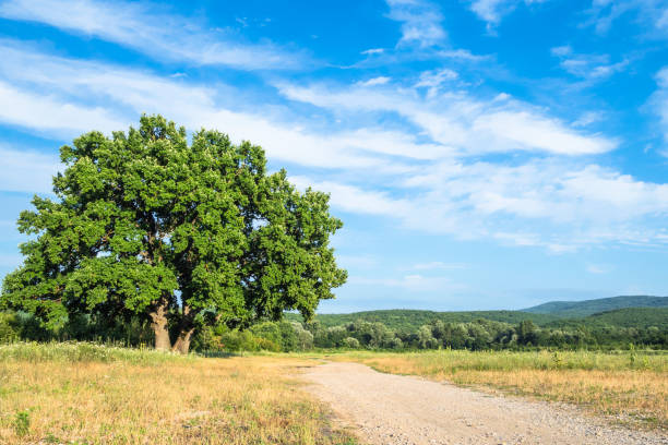 istock old oak tree near country road on summer day 1163908608