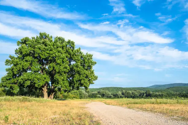 natural background - old oak tree near country road on summer day in the Caucasus (in Kuban region of Krasnodar Krai of Russia)