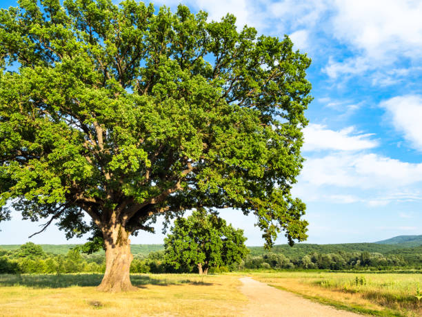 istock big oak tree near dirty road at summer sunset 1163908612
