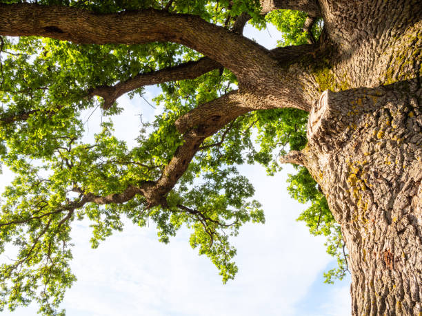 istock bottom view of old oak tree and blue sky 1163908616