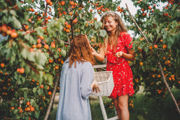 Lesbian couple harvesting peach in nature