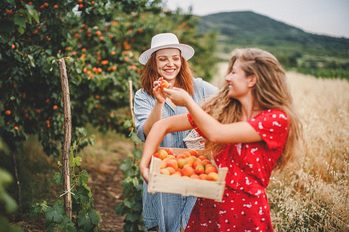 Lesbian couple harvesting peach in nature