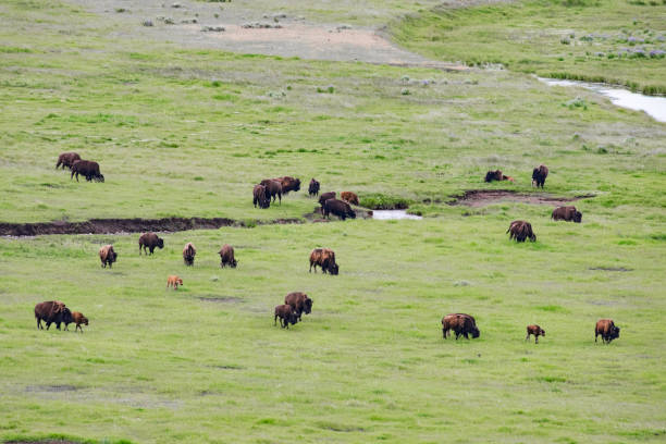 istock Bison (buffalo) in the hundreds move in straight line thorough valley 1163908695