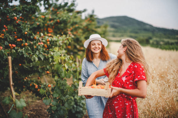 istock Lesbian couple harvesting peach in nature 1163909019