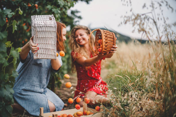 istock Lesbian couple harvesting peach in nature 1163909074