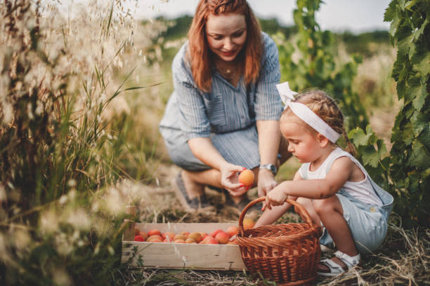istock Mother and daughter harvesting peach 1163909152