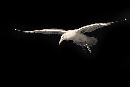 Photo of Seagull with spread wings illuminated by sun light in flight in contrast of a black background