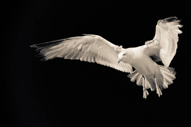 istock White seagull in flight on a black background 1163909924