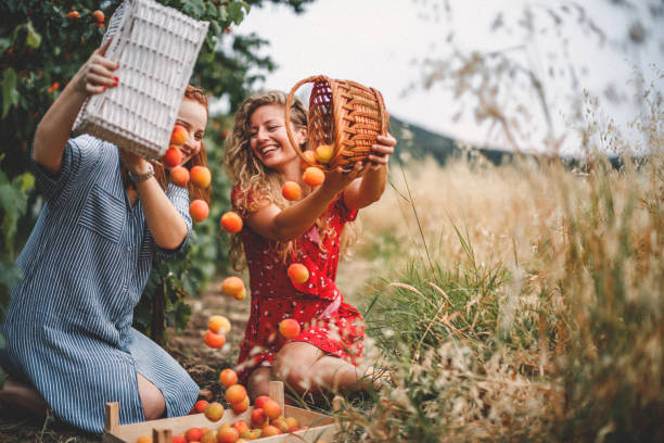 istock Lesbian couple harvesting peach in nature 1163910129