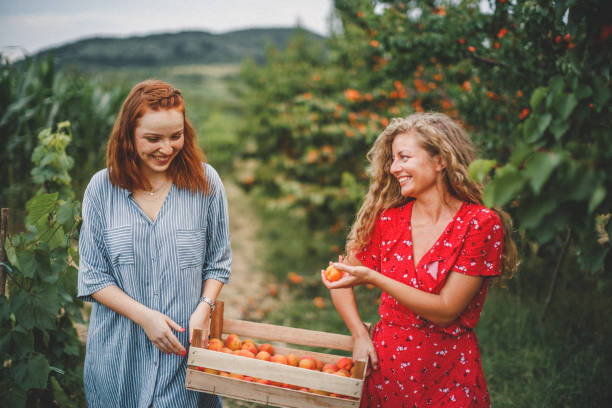 istock Lesbian couple harvesting peach in nature 1163910167