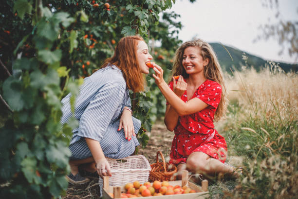 istock Lesbian couple harvesting peach in nature 1163910181