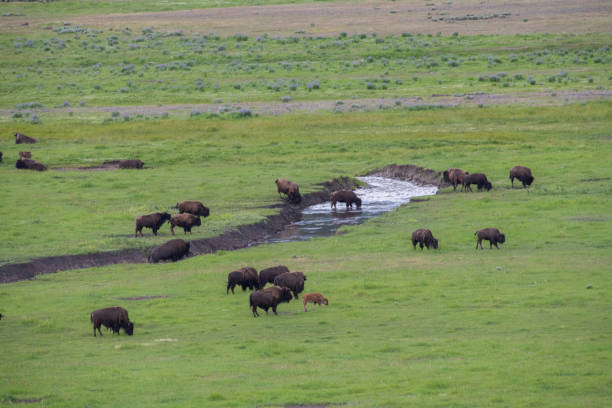 istock Bison (buffalo) in the hundreds move in straight line thorough valley 1163910217