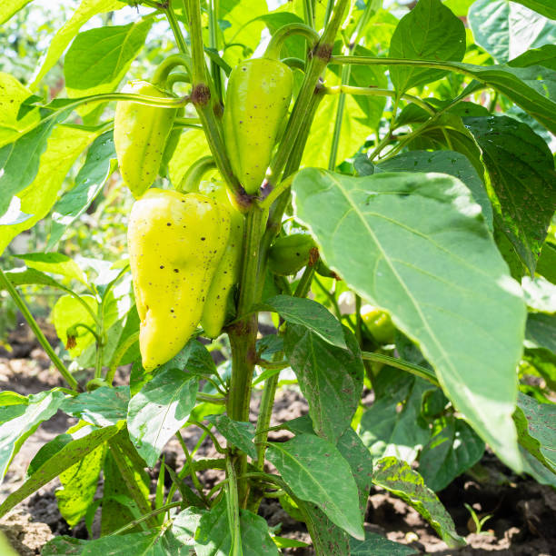 istock sweet peppers on bush close-up in kitchen garden 1163910520