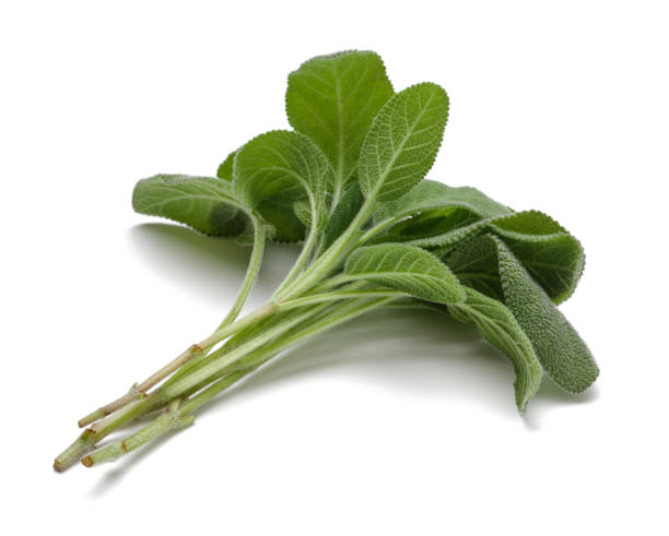 istock Bunch of green sages isolated on white 1163910538