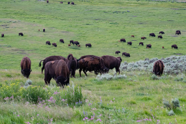 istock Bison (buffalo) in the hundreds move in straight line thorough valley 1163911919