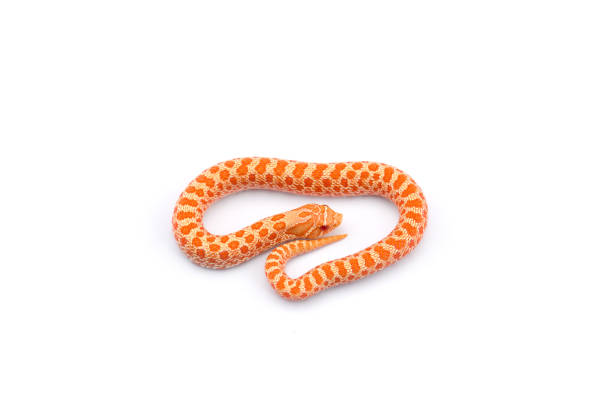 istock Albino hognose snake isolated on white background 1163911921