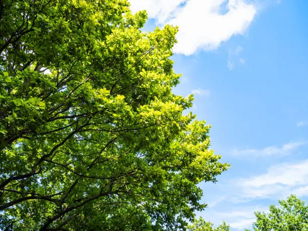 natural background - bottom view of lush foliage of oak tree and blue sky with white clouds in the Caucasus