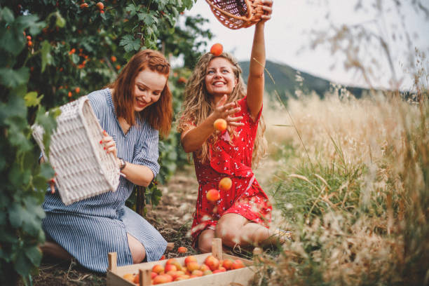 istock Lesbian couple harvesting peach in nature 1163912287