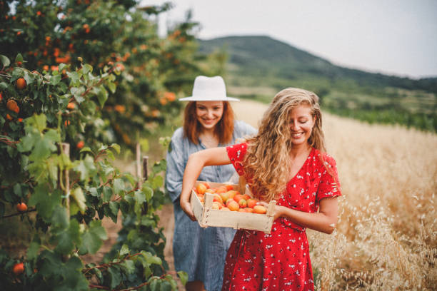 istock Lesbian couple harvesting peach in nature 1163912314