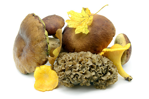 autumn time edible mushrooms like penny bun and golden chanterelle as well as bay boletus and cauliflower fungus (Sparassis crispa) on white isolated background.