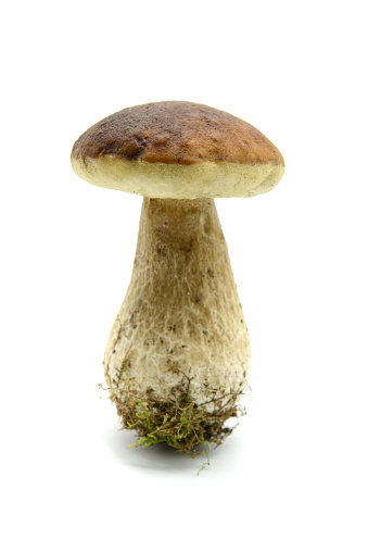 penny bun mushroom on white isolated background.