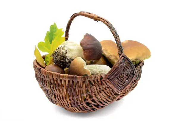 full Basket of penny bun mushroom on white isolated background.