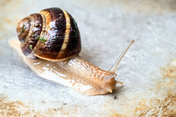 istock snail crawls on wet dirty steel surface 1163912869