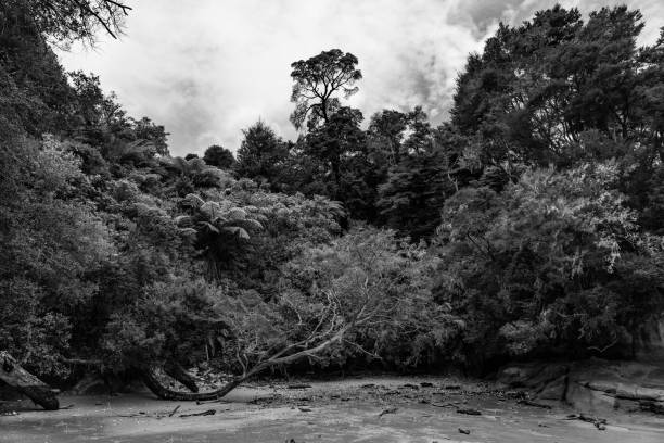 arbre sur une falaise dans le parc national d'abel tasman, piste côtière d'abel tasman dans le parc national, plage étonnante avec un arbre sur un rocher, arbre solitaire sur la plage en nouvelle-zélande - beautiful tree day rock photos et images de collection