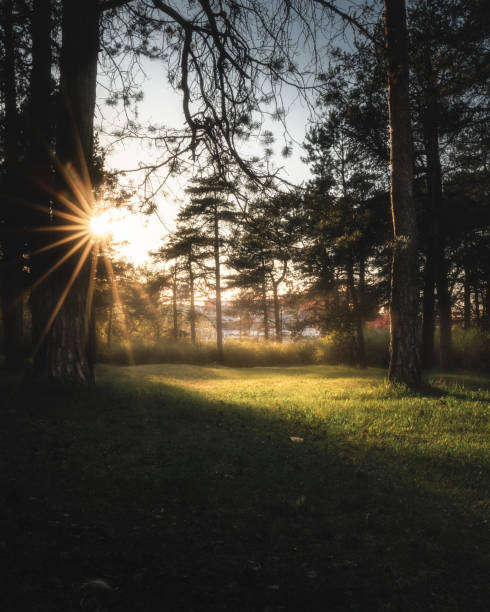 istock sunset in the forest. sunstar 1163915306