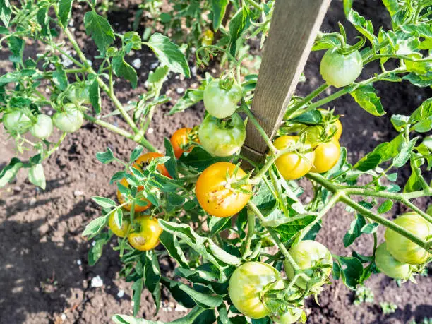 bush with yellow unripe tomato fruits near wooden stake outdoors in garden in summer season
