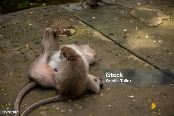 Macacos engraçados foto de stock. Imagem de floresta - 69004458