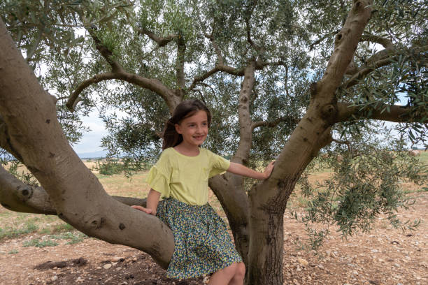 istock Child girl climbing on a olive tree 1163917322