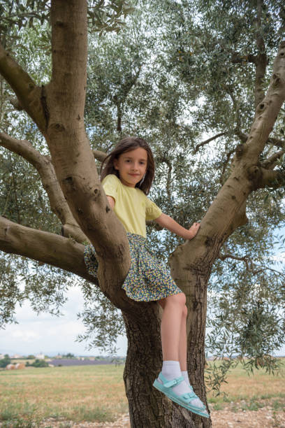 istock Child girl climbing on a olive tree 1163917330